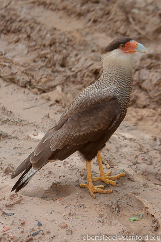 caracara